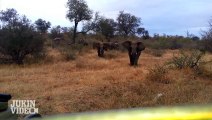 Un éléphant rentre dans une voiture durant un safari