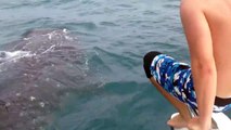 Chevaucher un requin baleine