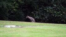 Quel est cet étrange animal filmé dans les montagnes ?