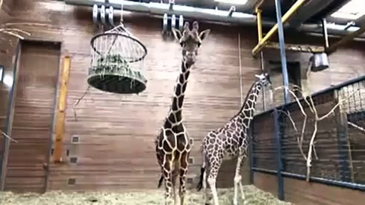 Girafon euthanasié