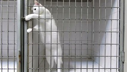Un chat roi de l'évasion