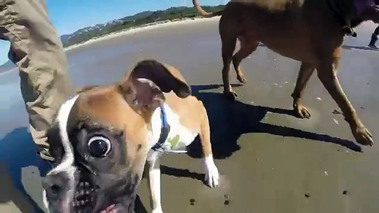 Un chien à deux pattes court sur la plage pour la première fois