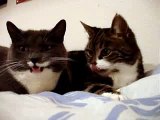 Deux chats bavards