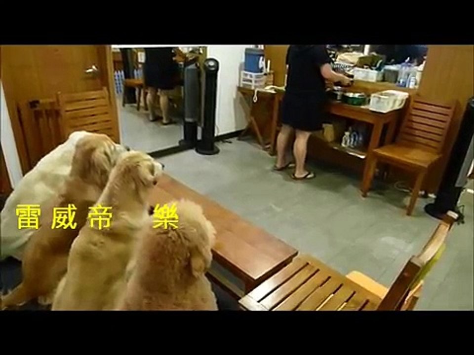 Des chiens prient avant de manger