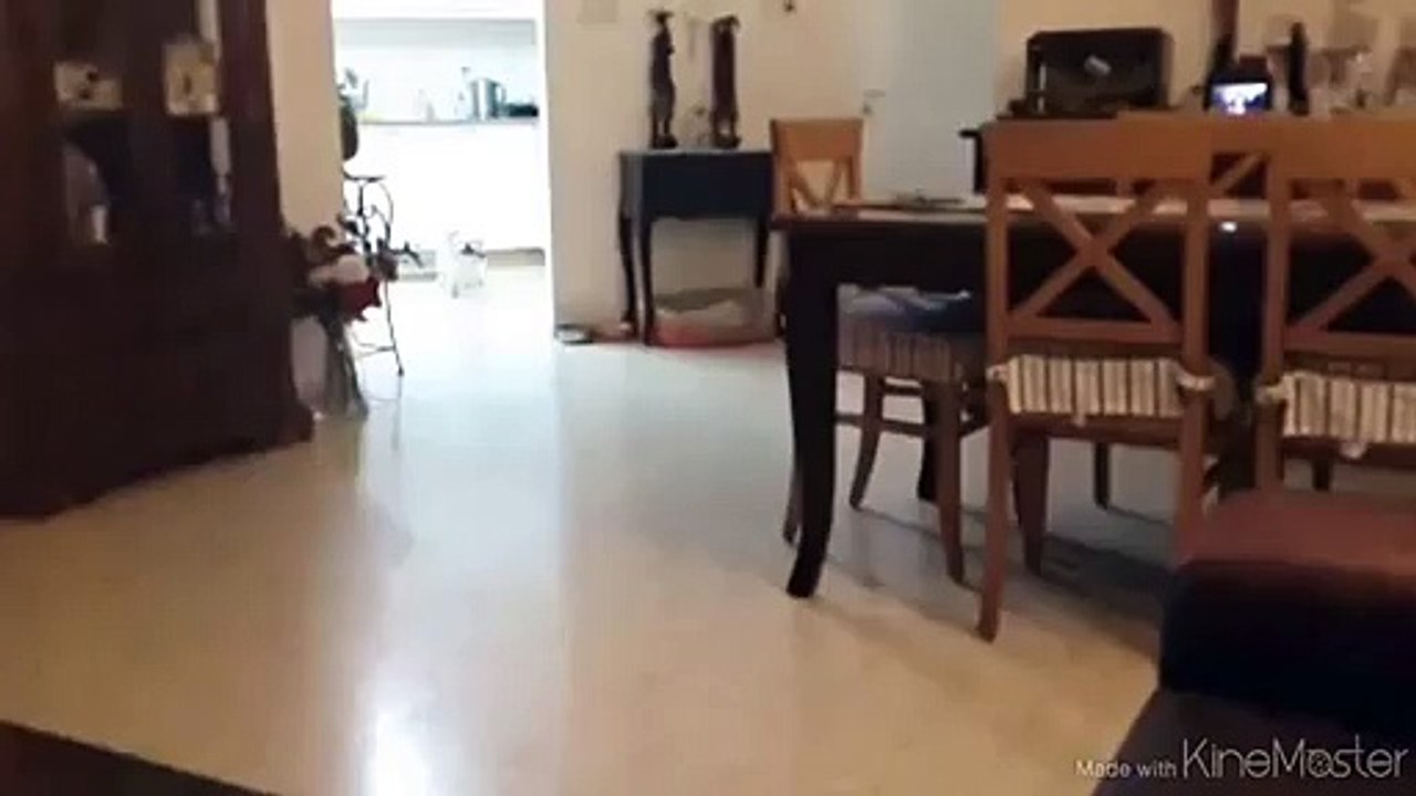 Un chien tente un saut de fou