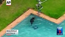 Un kangourou sauvé de la noyade dans une piscine en Australie