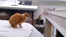 Un chat rate complètement son saut sur un toit