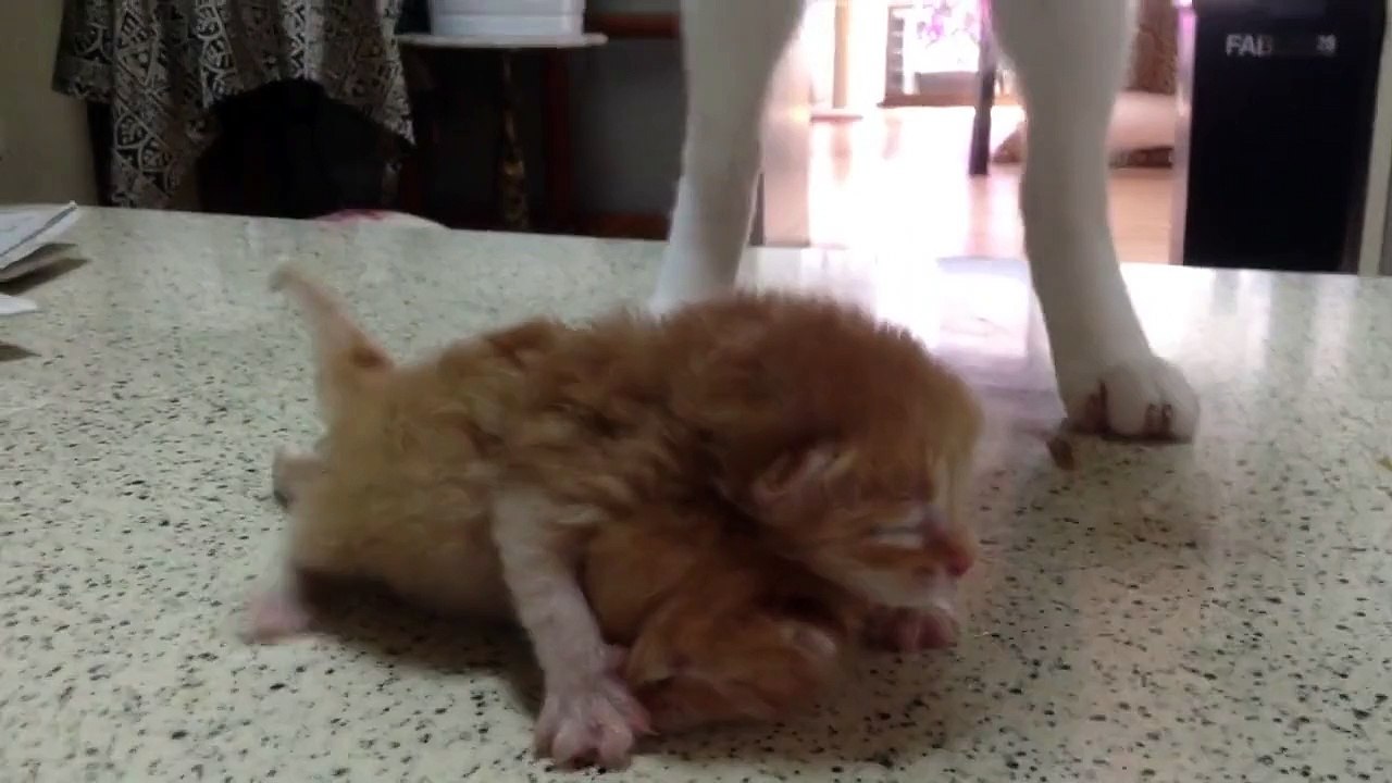 Un chat entraîne deux chatons au combat