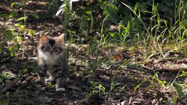 L’amitié touchante entre un chien et un chaton handicapé