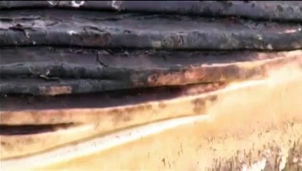 Canada : une baleine échouée menace d'exploser