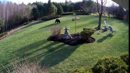 Deux chiens font fuir un ours