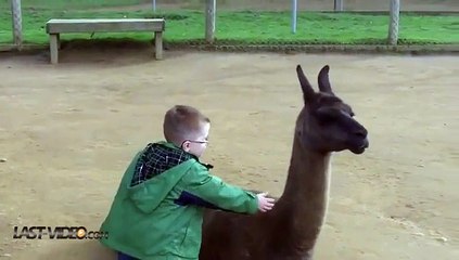 Un enfant se fait cracher dessus par un lama