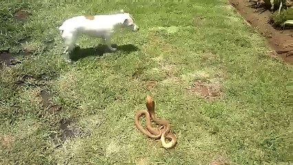 Combat épique entre un chien et un cobra