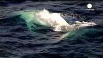 Spectacle rare : Migaloo, la baleine albino, aperçue au large des cotes australiennes