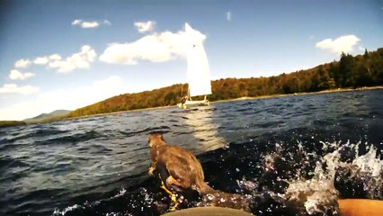 Il sauve un écureuil de la noyade