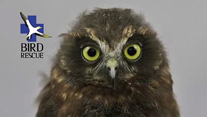 Cette adorable chouette a le rythme dans la peau !