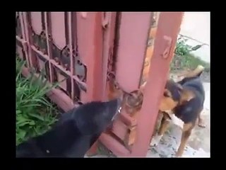 Deux chiens se disputent devant un portail