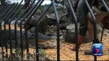 Un employé de zoo se fait mordre la main et tirer dans l’eau par un crocodile