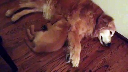 Un chiot réconforte un chien qui fait des cauchemars