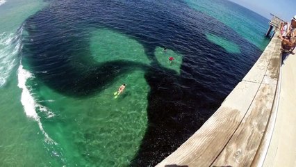 Un énorme banc d'anchois dans la baie de San Diego