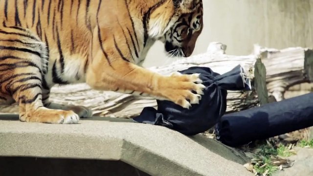 Un zoo créé sa griffe de jeans avec des lions, des tigres et des ours