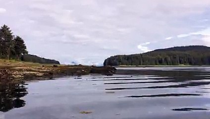 Cet hydravion a failli atterrir sur une baleine !