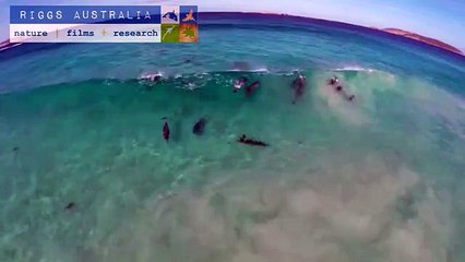 Des dizaines de dauphins filmés en train de faire du surf !