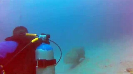 Le comble : un plongeur se fait voler sa pêche par un poisson !