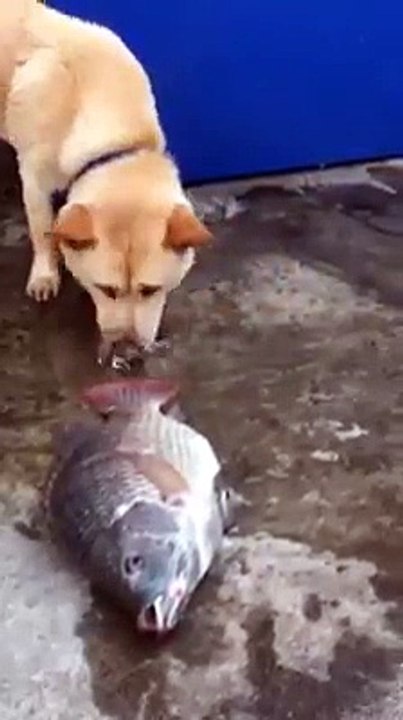 Un chien tente de sauver des poissons