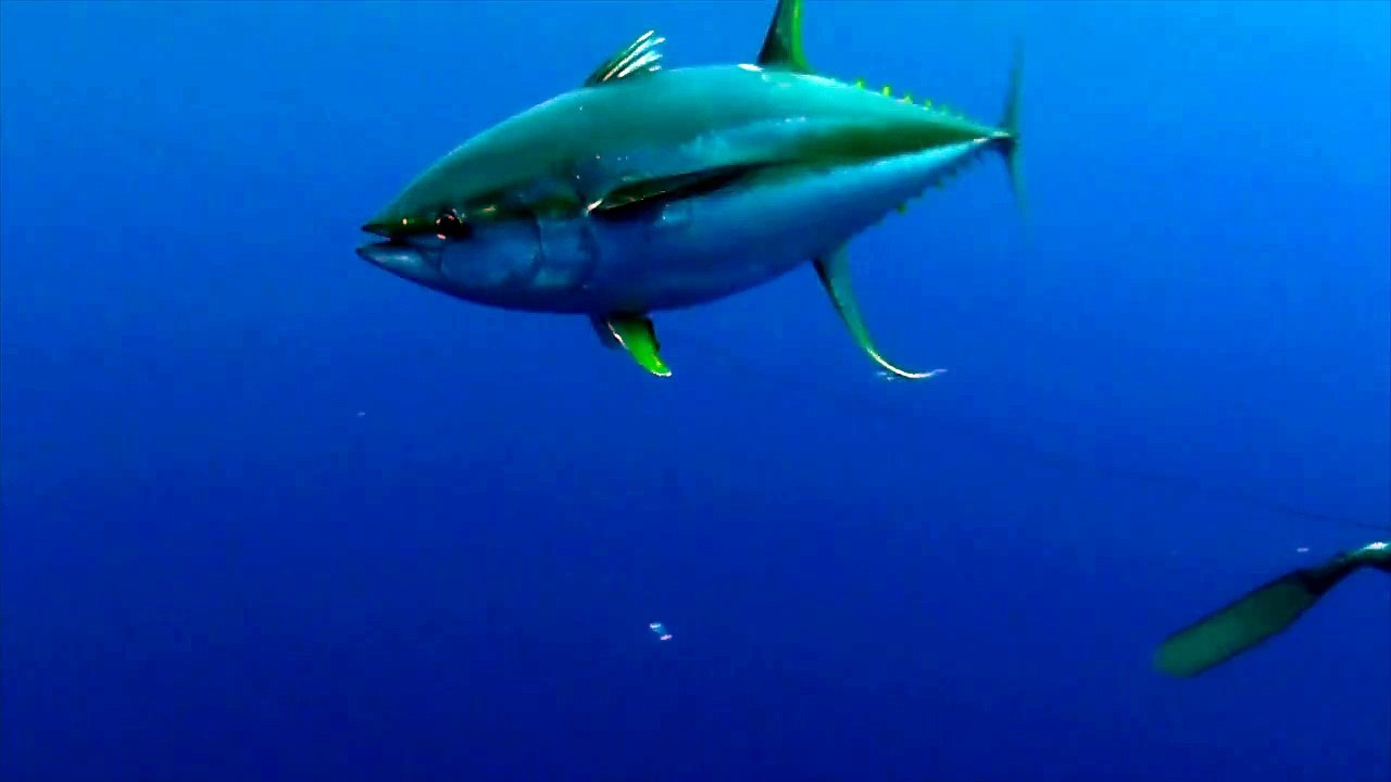 Ce plongeur se fait surprendre par un Requin-baleine