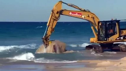 L'incroyable sauvetage d'une baleine échouée en Australie