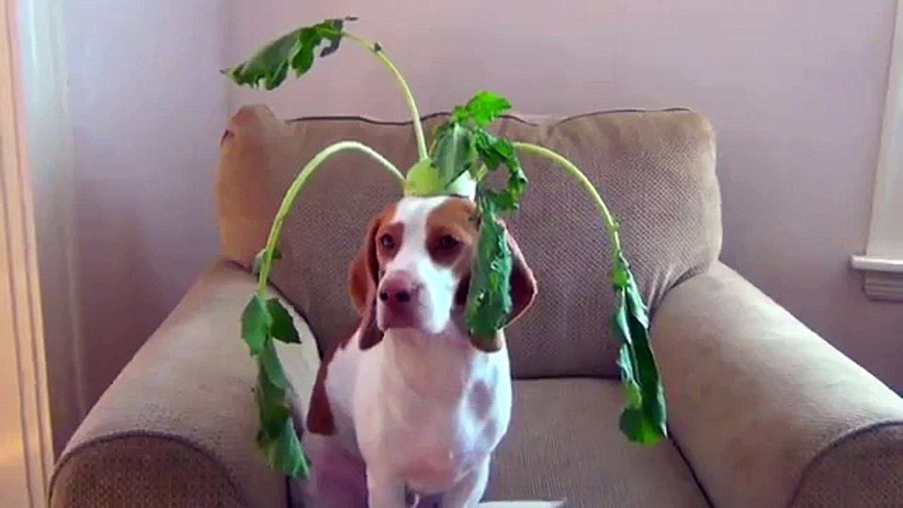 100 fruits et légumes sur la tête d'un chien en 100 secondes
