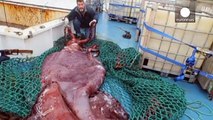 L'autopsie d'un calamar géant !