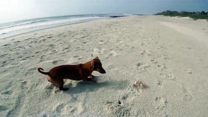 Un chien joue avec un crabe