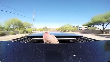 Ce chien adore les balades en plein air !