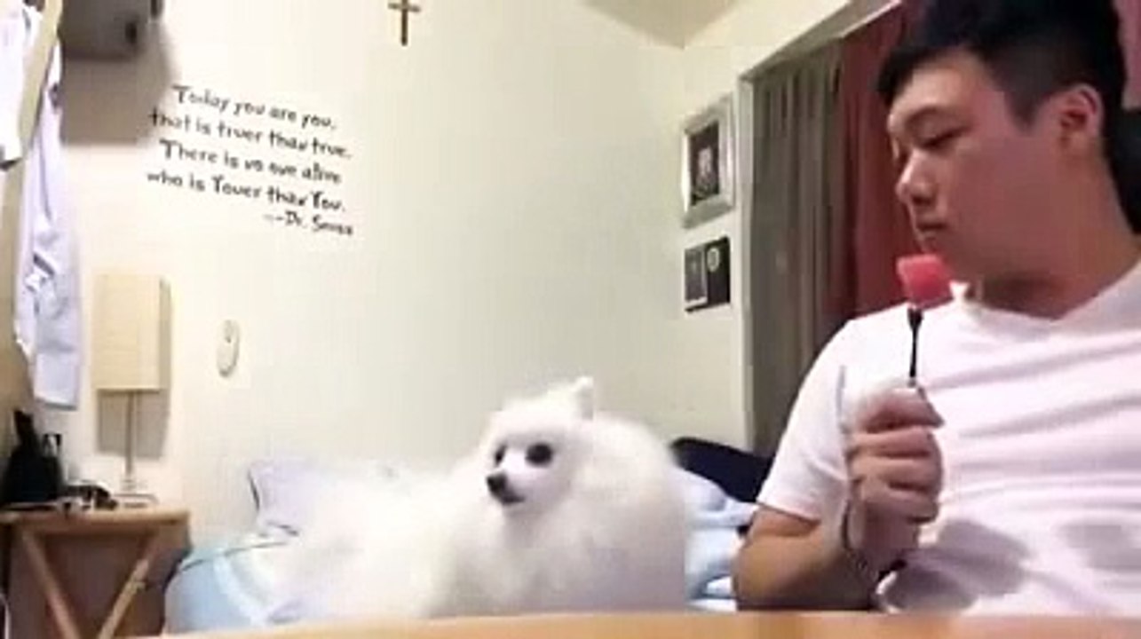 Ce chien observe discrètement son maître et son...