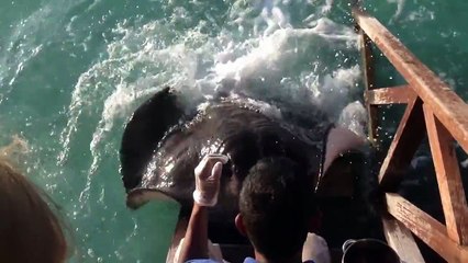 Une raie monte sur une rampe pour avoir à manger