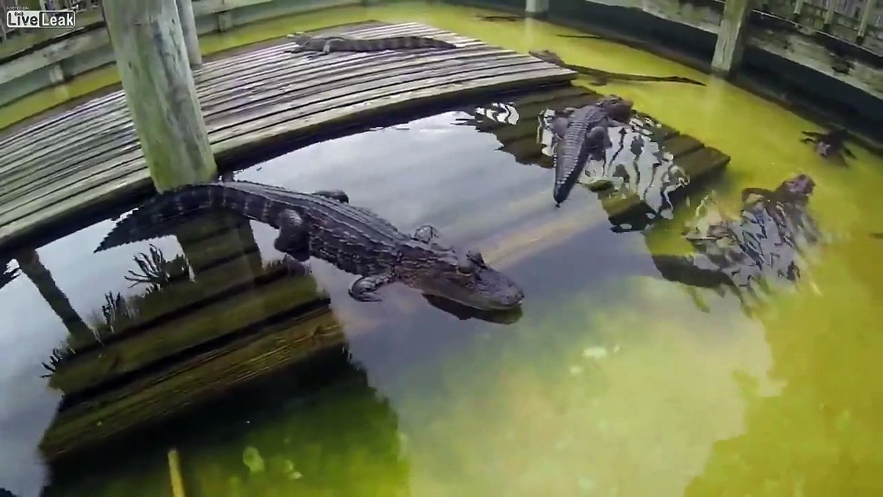 Cet alligator a une dent contre la caméra ! (Âmes sensibles s'abstenir !)