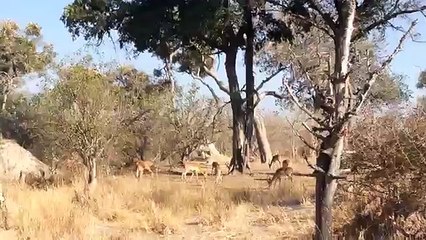Une incroyable scène de chasse : devinez où s'est tapi le léopard ?
