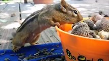 Ces écureuils qui font des réserves pour l'hiver vont vous faire rire !