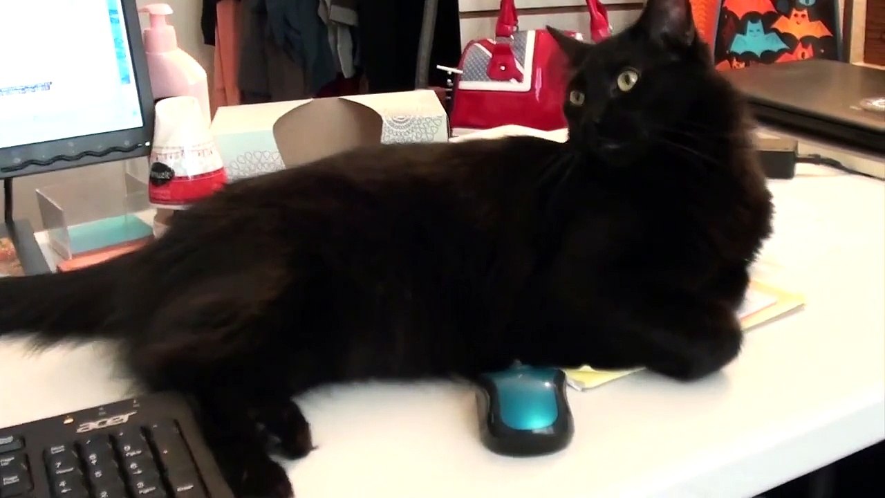 Travailler à la maison avec des chats... impossible !