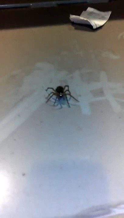 Une araignée-loup géante se promène avec ses bébés sur le dos