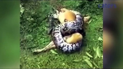 Le sauvetage fou d'un chien capturé par un python géant !