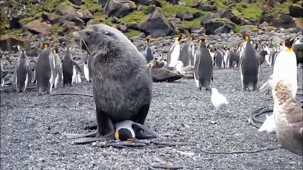 Des otaries agressent sexuellement des manchots