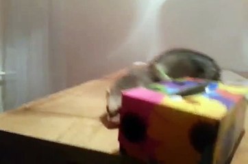 Un furet rate son saut