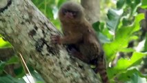 Cet adorable ouistiti pygmée adore se faire caresser par sa brosse à dents