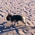 La gamelle d'un chien sur le sable