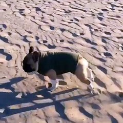 La gamelle d'un chien sur le sable
