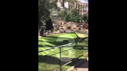Il descend dans l'enclos des lions et se fait attaquer