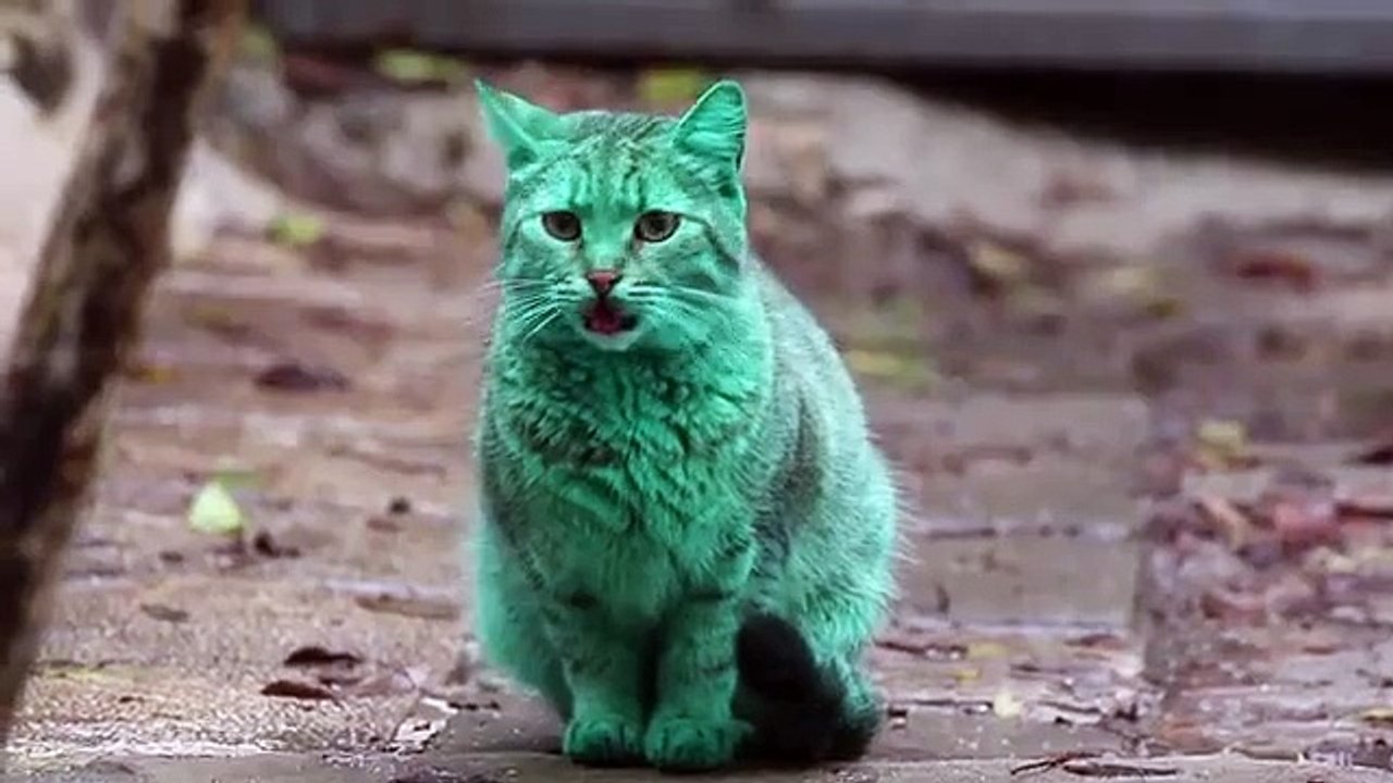 Le chat vert de Bulgarie !